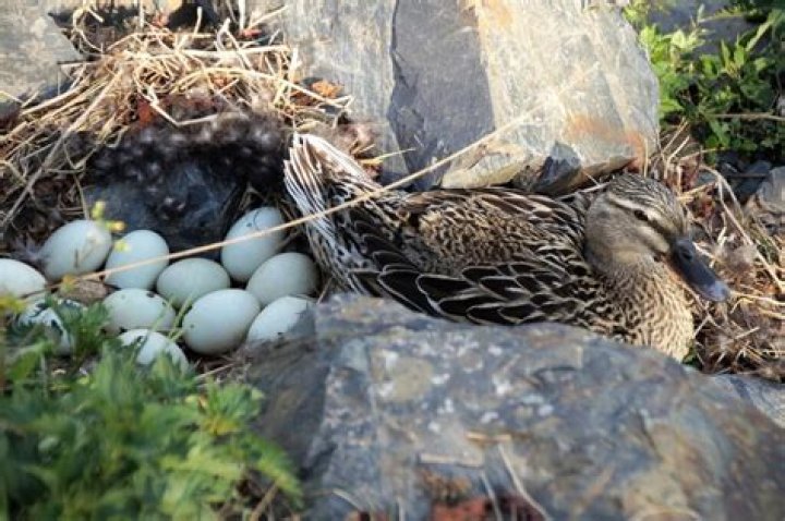 How Long Does It Take for Duck Eggs to Hatch?